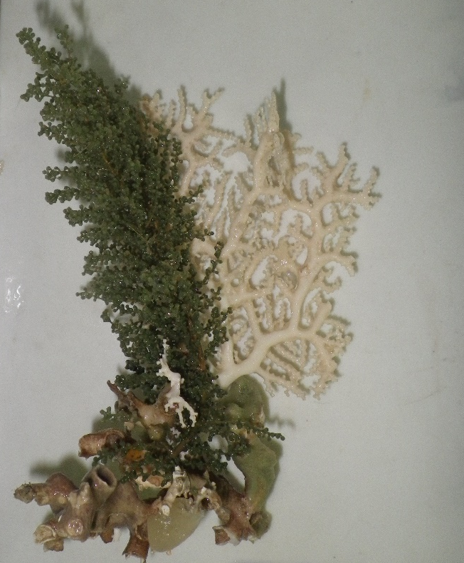 SAERI_FI's tweet photo. As analysis of samples and imagery data collected by the #VMEProject gets underway, we are excited by the variety of #ColdWaterCorals being recorded from the Falkland Islands Fisheries Conservation Zone. This #OctocoralFriday let us share a lovely example of #ThouarellaViridis https://t.co/vN3PQ34w4x