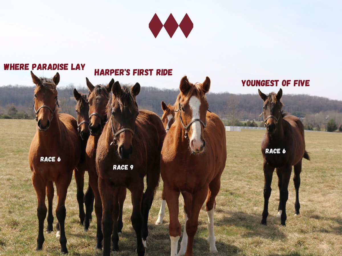 Happy #BlackEyedSusanDay 🌻🐎! Three of our 2016 Sagamore Bred boys are running at @pimlicorc today! Excited to cheer them on! #mdbred #flashbackfriday