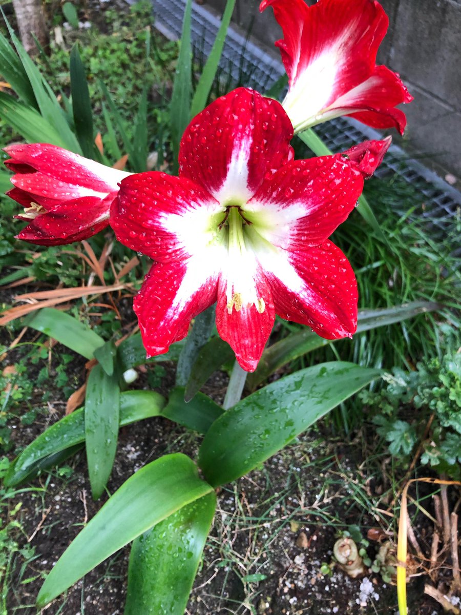 キャターノ丸 21 5 14 アマリリスの花咲きました トレスチックという品種です 赤と白の模様がはっきりして綺麗です キャターノ丸 21 5 14 アマリリスの花咲きました トレスチックという品種です 赤と白の模様がはっきりして綺麗です