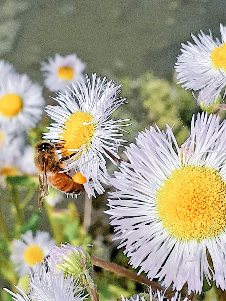 花粉玉 Twitter Search