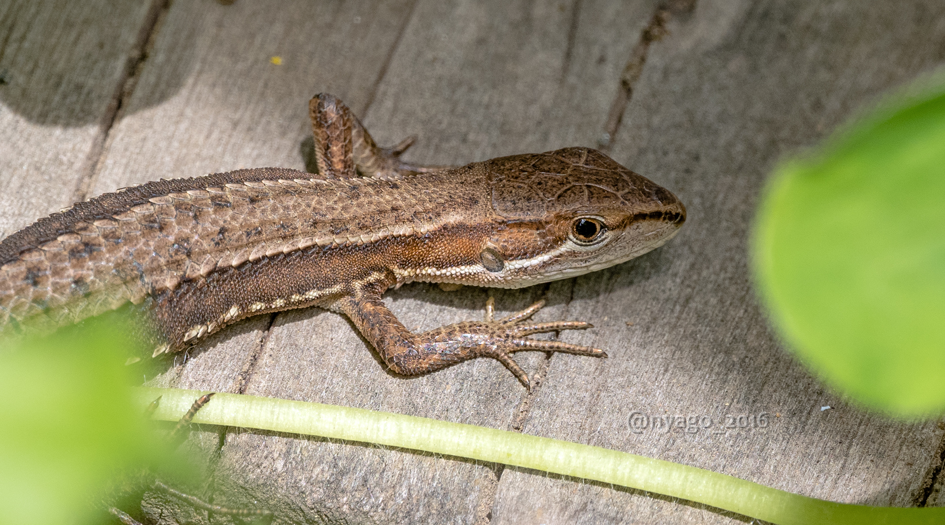 Nyago Auf Twitter 今日の カナヘビ ちゃん ニホンカナヘビ トカゲ Japanesegrasslizard Lizard 爬虫類 Reptiles T Co 8lsahpihhn Twitter