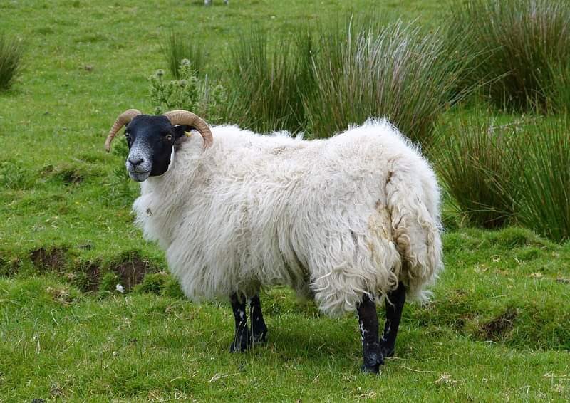 ‼️EPISODE UPDATE‼️
Episode 13.8: “The Satanic Panic Returns” is finally out! So make sure to give it a listen and let us know what you think! 🖤
•
•
•
DISCUSSANTS🎙: 
@JacobWheatley12 🐍 and <a href="/SavannahVerre/">Savannah</a> 🐦

#Occult #podcast #YouTube