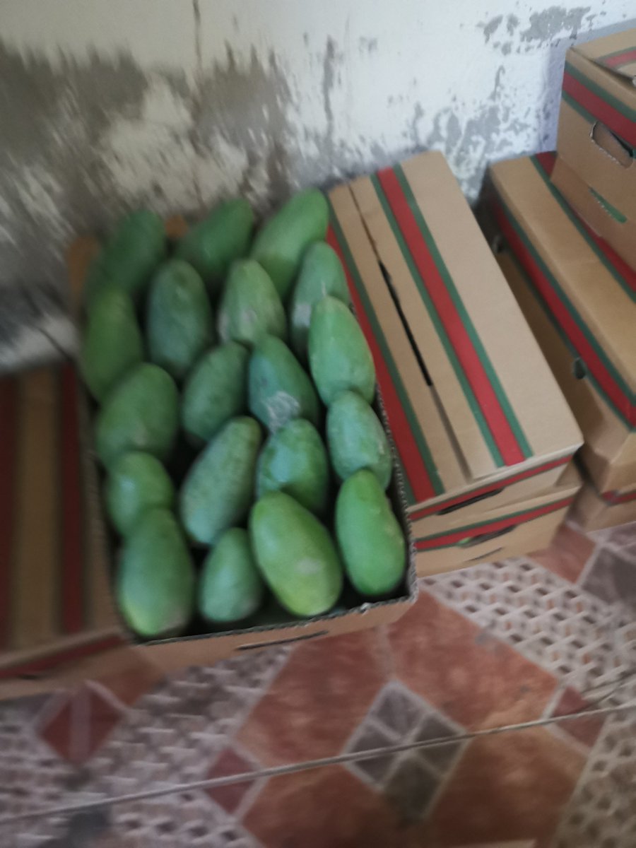MawsimiaMango's tweet photo. أفخر واجود انواع المنقا #اللانجرا  الهندي التومي الجلن السنسيشن الزبده  من مزارع جازان
للطلب التواصل خاص    #السناب
#عيد_مبارك https://t.co/CJLLbu8wRr