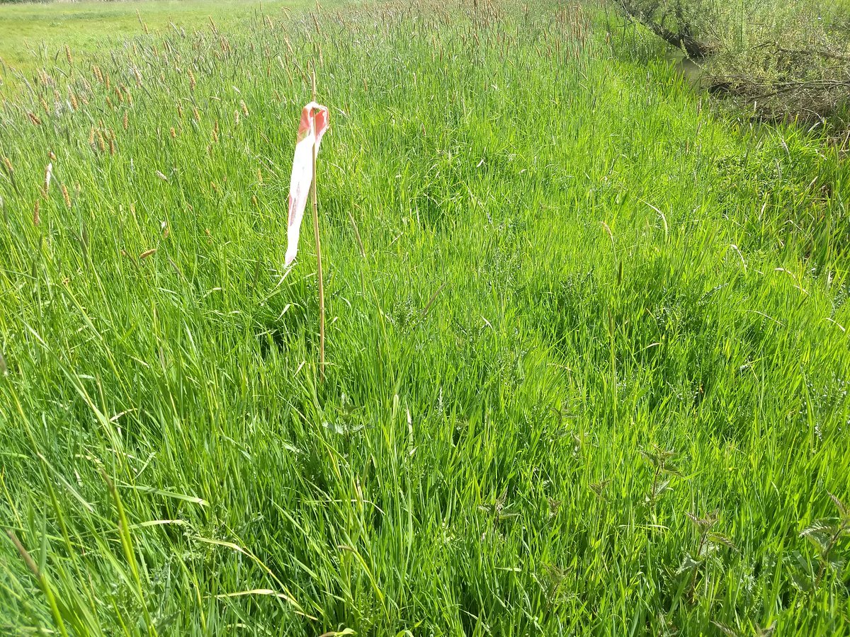 StijnVdVondel's tweet photo. Believe it or not, there is a #TOMST soil sensor hidden in plain sight. Good thing we flagged the location, limiting our search to a couple of squared meters 😅
#CurieuzeNeuzenindeTuin https://t.co/S7jJnbD6GY