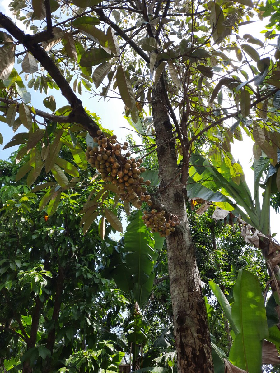 Tidak mudik, hanya bertemu buah durian di rumah ortu