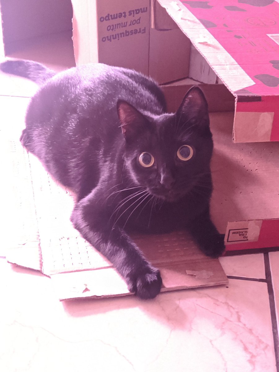 https_sunshine's tweet photo. Minha gata e a sua cara de criança https://t.co/gHDkEJK0j1