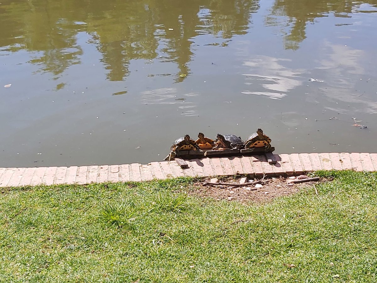 ijoaquinrodrigo's tweet photo. En su primera salida del curso, los grupos de #2PMAR y #3PMAR se hermanaron aprovechando que la primavera en el Retiro está en su máximo apogeo. Sus profesores de #ÁmbitoSociolingüístico se sirvieron de la ocasión para repasar poemas y estilos artísticos. #joaquinrodriguismo https://t.co/OYR9hmsZl0