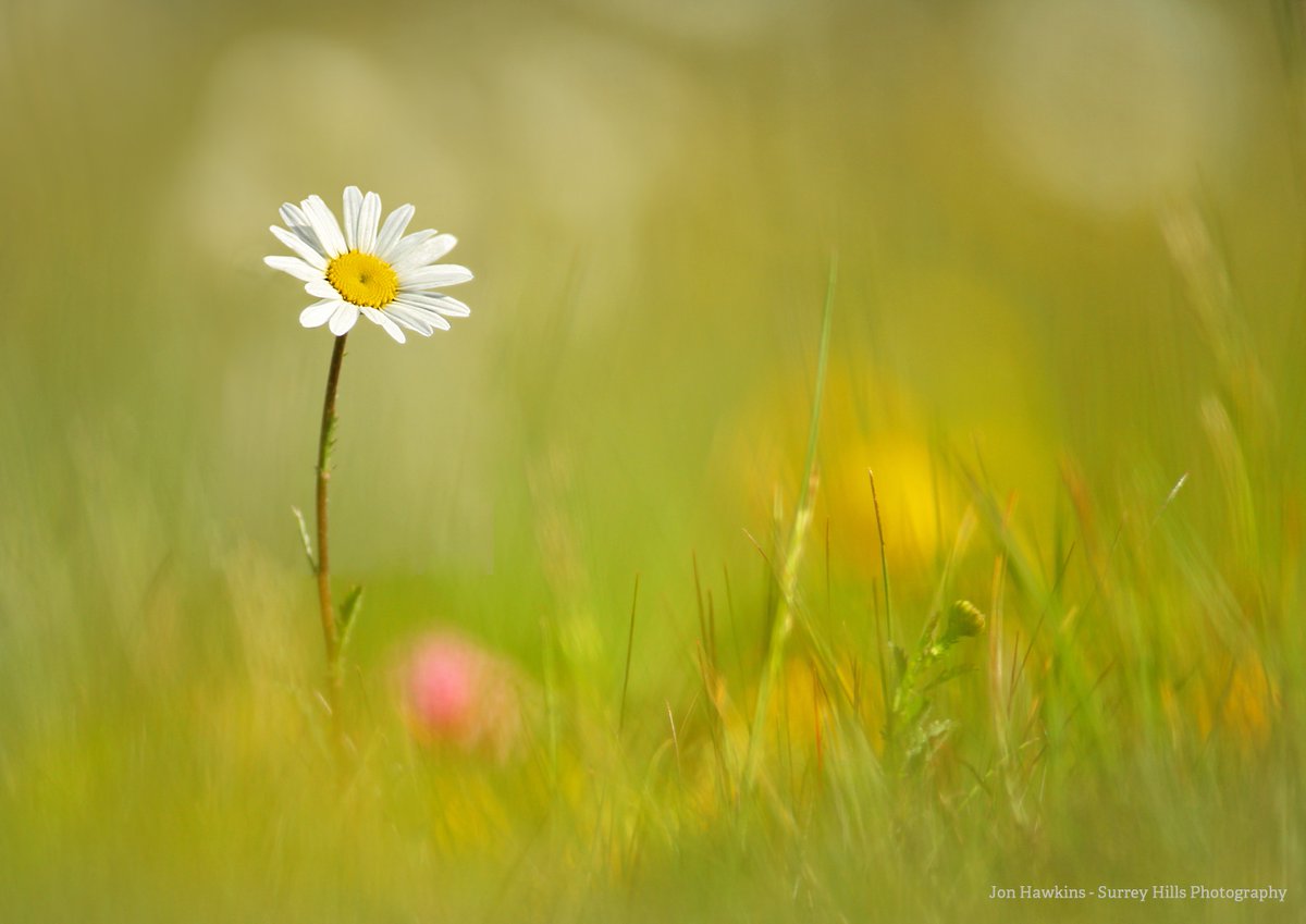 WildlifeTrusts's tweet image. On average:
5 daisies 🌼🌼🌼🌼🌼
2 dandelions 🌼🌼
6 buttercups 🌼🌼🌼🌼🌼🌼
Are enough to keep one bee happy for one day! 🐝

It&apos;s not much - but if we want a lot of bees we need a lot of flowers! Let your grass grow this month and look after pollinators.
#NoMowMay #Growdontmow