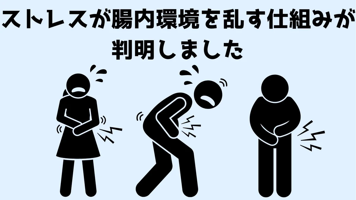心とお腹の関係が解明！！「社会的敗北ストレス」が腹痛を引き起こす！