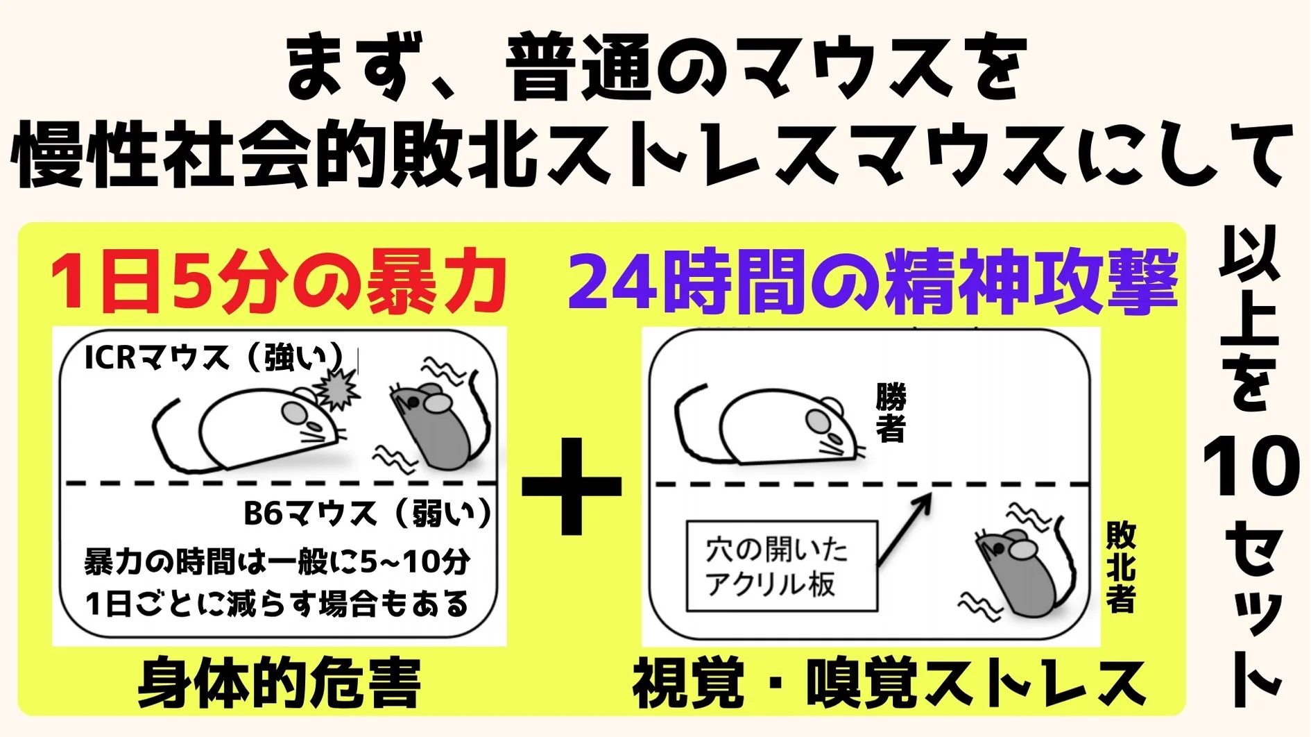 心とお腹の関係が解明！！「社会的敗北ストレス」が腹痛を引き起こす！