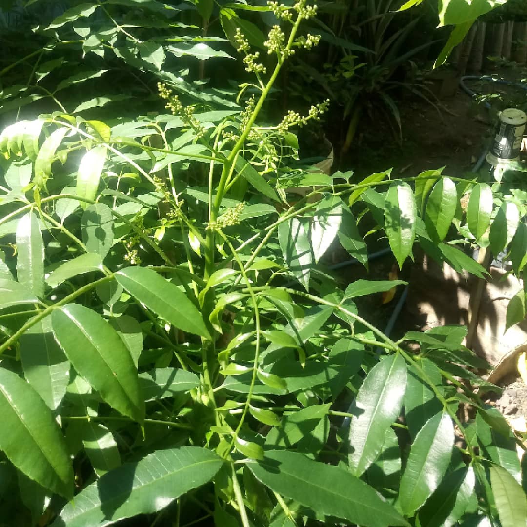 EFrutiferas's tweet photo. #cajarana #cajamanga #frutas #mudasdeplantas #vegan #vegano #vegetariano #buerarema #bahia https://t.co/7yz37s40DG