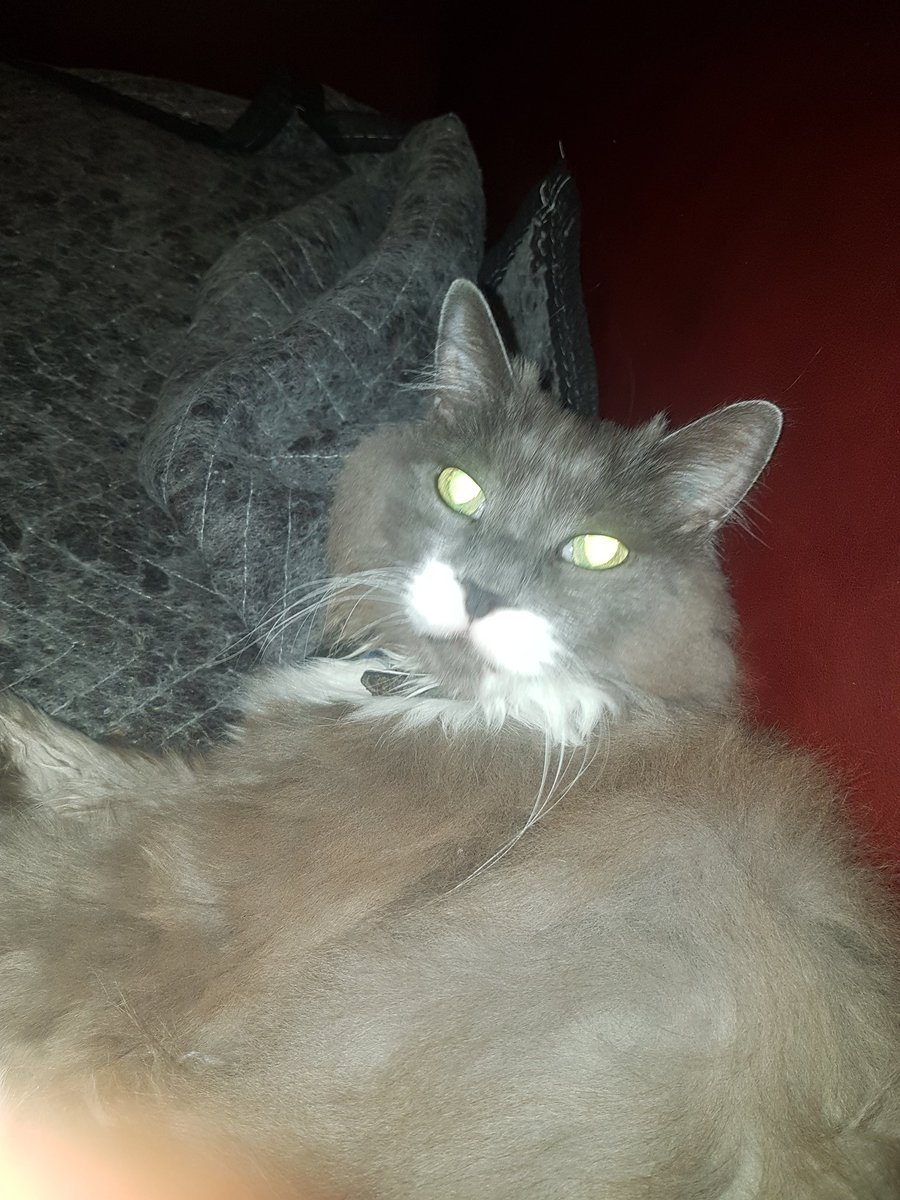 FallLioness tweet picture