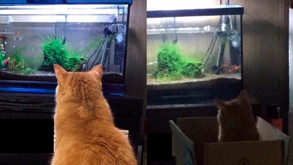 drunktwi's tweet photo. Я купил аквариум, и у моего кота наступил идеальный вечер. Тогда я решил поставить коробку, чтобы кот был абсолютно счастлив https://t.co/pf7g13pSyG