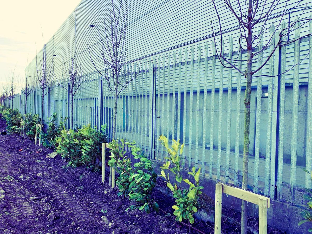 ThorntonsRec's tweet image. In March, we completed the planting of 45 &apos;Acer Leopoldii&apos; trees at our site in Cappagh, County Dublin. 
These trees will grow and become a habitat for nearby wildlife in the future. We are committed to supporting and helping the environment. 
#IrishWildlife #NationalTreeWeek2021