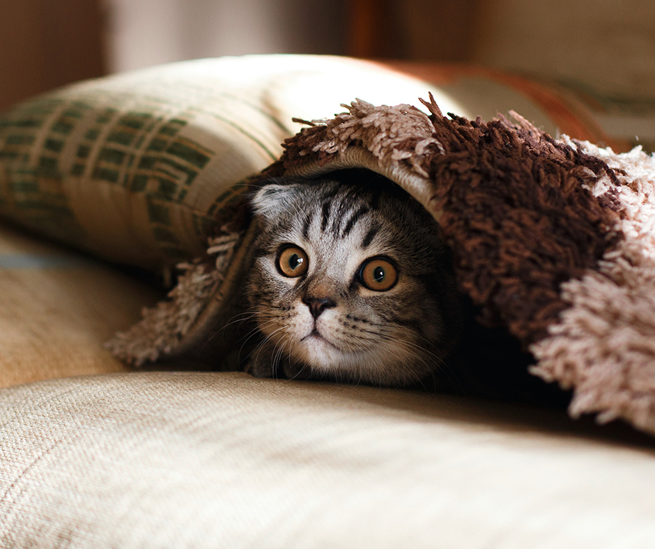 котэ под пледом