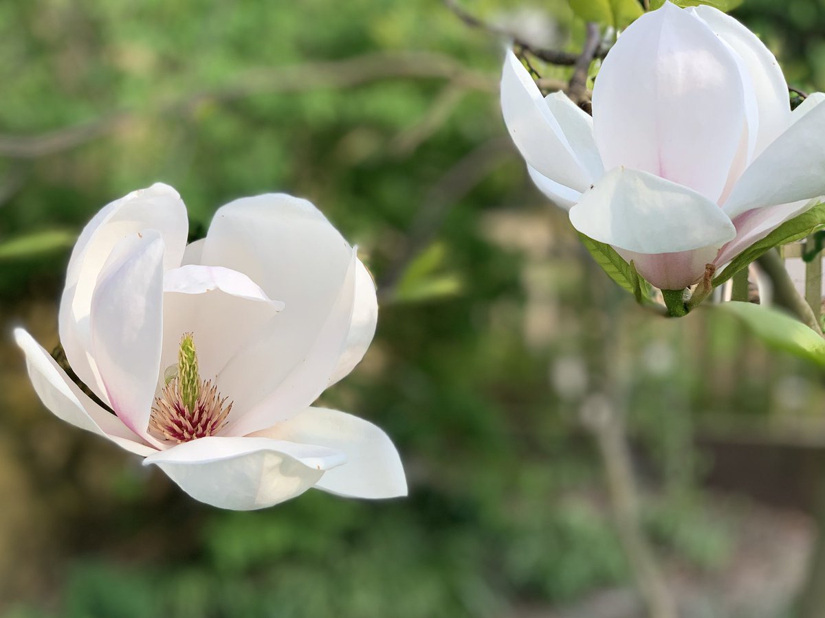 Not had time for the garden yet today...am rushing the housework which gets neglected when the garden beckons so strongly this time of year 🌱🪴🌻

Here is last years #magnolia, this year’s was damaged by frost. 

#Magnoliasoulangeana 
The saucer magnolia 🤍