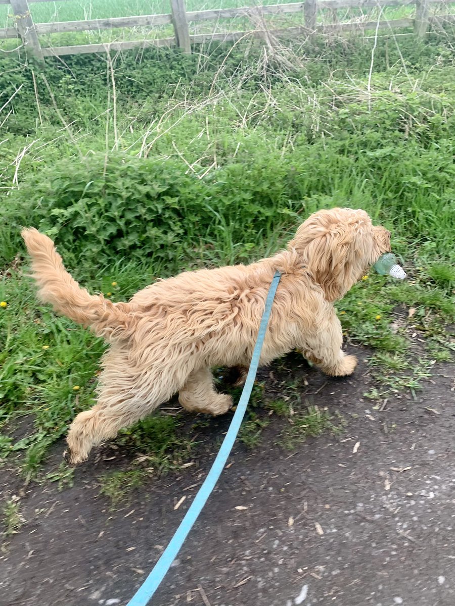 EmmaCGlover's tweet photo. Millie helped me this morning with my litter pick for #PwCOFOD https://t.co/CeUgshG0Fz