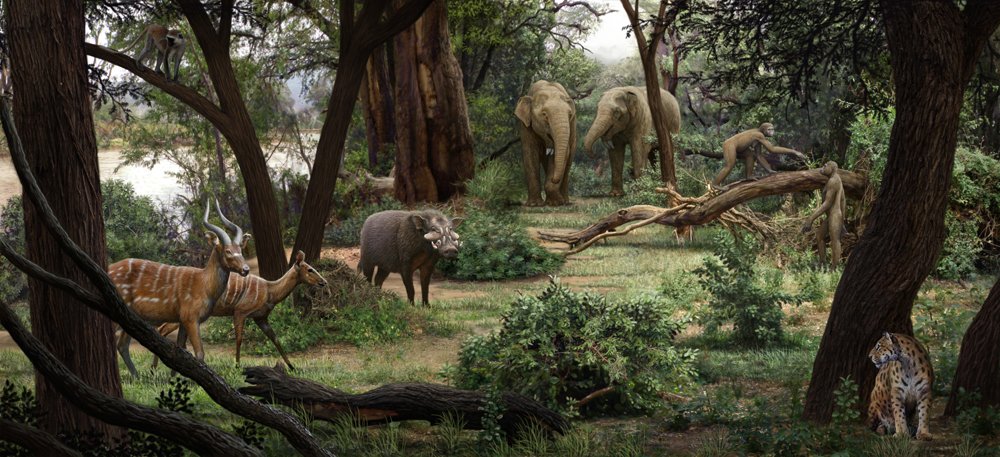 MNCN_Col's tweet photo. #FossilFriday Reconstruction of the habitat where the human ancestor Ardipithecus ramidus lived in Aramis, Ethiopia, 4.4 million years ago, with the accompanying fauna by @MAntonPaleoart #HumanEvolution #Ardipithecus https://t.co/Q2ojTjQZSu