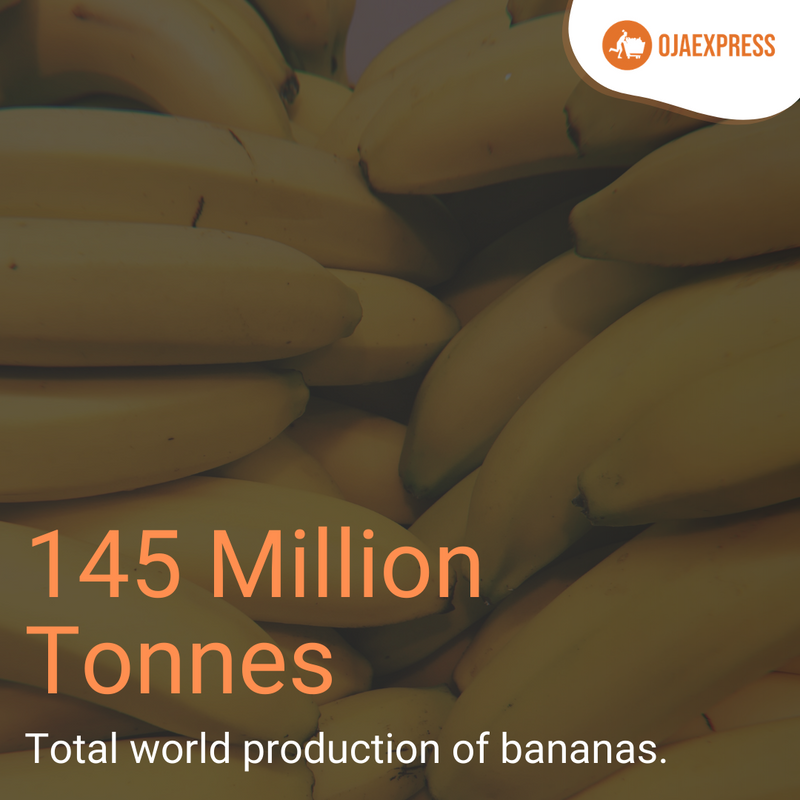 OjaExpress's tweet photo. π Bananas are one of the most consumed fruits in the world!
π If we are looking at the numbers, Southern India has the highest production of bananas globally!
π Purchase your fresh bananas below!
https://t.co/7vpNspVG2q
#OjaExpress #FoodStatistics #Bananas https://t.co/PqD5xdN9P0