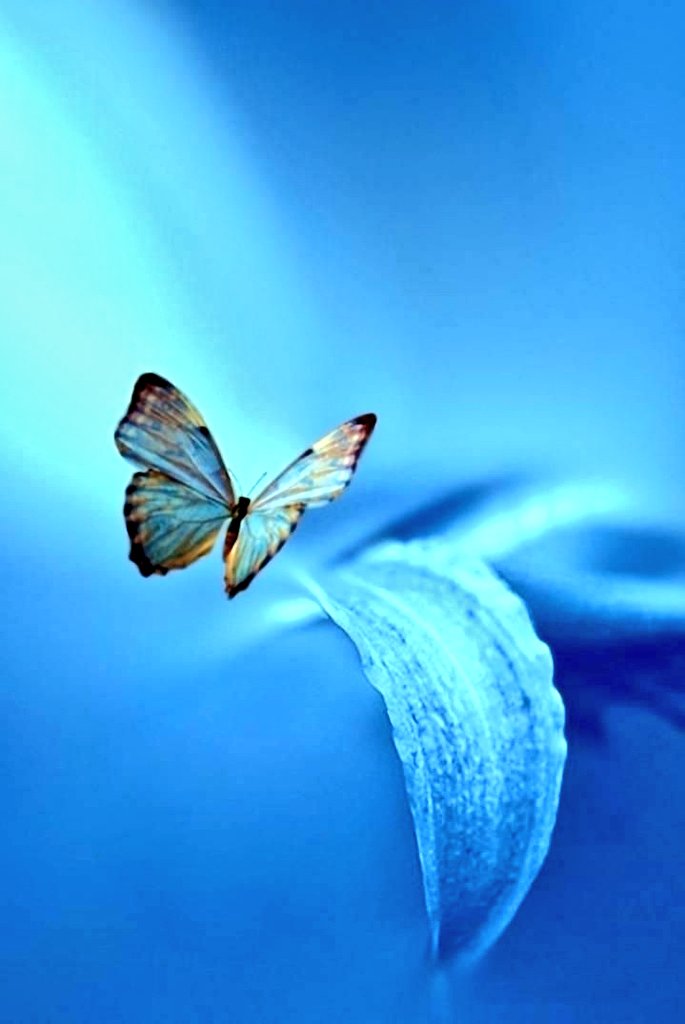 Lovely afternoon 🦋