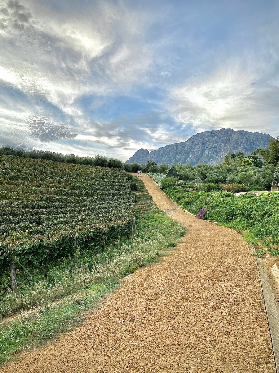 Did you know that wine has been grown on the #Simonsberg mountain since the 17th century🍷
#VisitStellenbosch #WineTasting #TokaraWine #StellenboschWine #Tokara