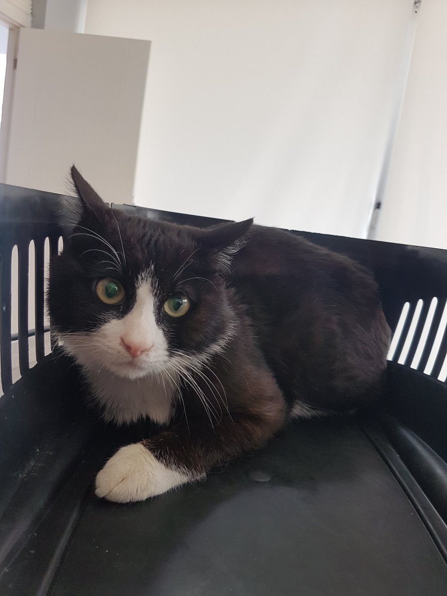 Zeynepsahin07's tweet photo. #cat #cats #catsofinstagram #catlover #catlife #catlovers #catstagram #fip #fipwarriors #fipwarrior #nörofip #kurufip #ıslakfip #bağış #foundation #fipkedi #fipsavaşçısıkediler #fipwarriorsofinstagram #fipwarriorclub #fiplikedilereyardım #bagis #catfipfighter #fipdisease https://t.co/GlqCLsd5yi