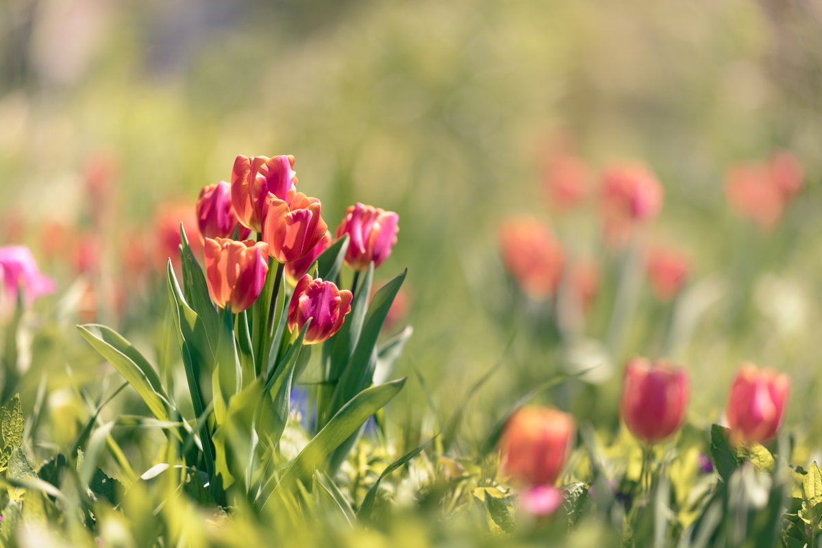 chromatic_to's tweet photo. @NikonCanada More tulips!

#TorontoSpringscape #TorontoFlora #shotonNikon 
https://t.co/XhY2WIoQ5j https://t.co/oEoOfchtbx