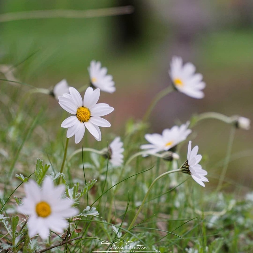 telmorbs's tweet photo. Little White Flowers
___
Follow:
@telmorbs
https://t.co/NG8QzeIwwY
___
⬇️ Prints and Walk Art! ⬇️
https://t.co/tonXKkq1pR
____________________________________________________
#daisy #marygold #flower #plants #flowers #whiteflowers #wildflowers #Serrada… https://t.co/D5XJRbUcCz https://t.co/6vlR0FgThL