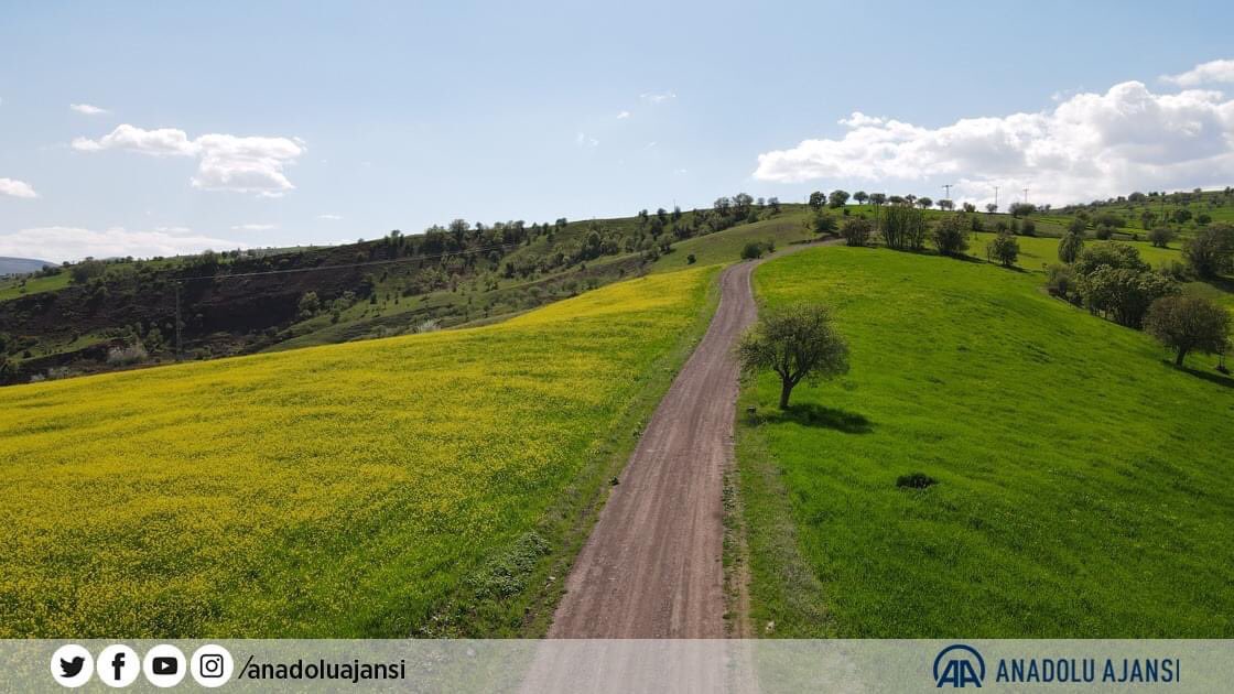 yeniskarahisar's tweet photo. 🌼 #Şebinkarahisar’da tarlalarda açan sarı çiçekler görsel şölen oluşturdu.
Yeni Şebinkarahisar Yazı İşleri Müdürümüz #Anadolu Ajansı #Muhabiri @ahmetyeles ‘in çektiği fotoğraflar ulusal basında yer alarak ilçemizin tanıtımına katkı sağladı.
#giresun #kanola #photography #dji https://t.co/7K8U2TGysN