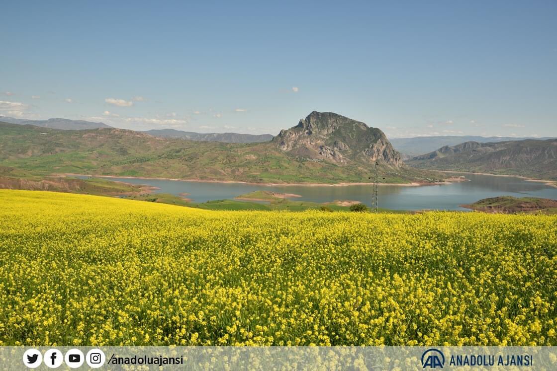 yeniskarahisar's tweet photo. 🌼 #Şebinkarahisar’da tarlalarda açan sarı çiçekler görsel şölen oluşturdu.
Yeni Şebinkarahisar Yazı İşleri Müdürümüz #Anadolu Ajansı #Muhabiri @ahmetyeles ‘in çektiği fotoğraflar ulusal basında yer alarak ilçemizin tanıtımına katkı sağladı.
#giresun #kanola #photography #dji https://t.co/7K8U2TGysN