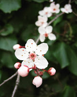 Interested in the Flower Essences for Soul Retrieval class? conta.cc/33r1RFo