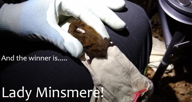 Presenting...Lady Minsmere! Thank you to everyone who commented their favourite name, it was a landslide for Lady Minsmere however. We think it suits her very well! #NorwichBatGroup #BCT #Nathusius #Pipistrelle #Norwich #LadtMinsmere #BatBooty