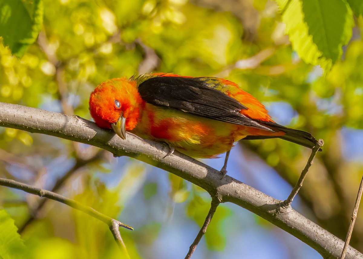 A Scarlet Tanager out in the open at Great Hill in Central Park late afternoon yesterday. A real beauty indeed. #birdcpp #birdmigration2021 #birdwatching #birdphotography #BirdsofNyC #birdsofCentralPark #NaturePhotography