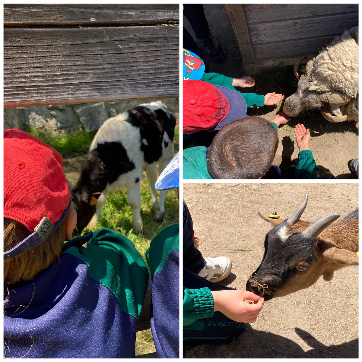 ¡Qué cantidad de animales estamos conociendo en la granja!
#granja4años #caballitosdemar 
<a href="/HBSTORREJON/">Humanitas Torrejón</a>