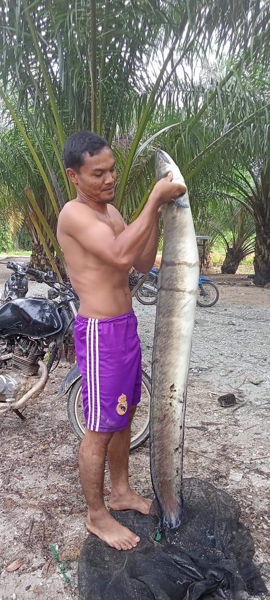 River Monsters
Sidat sungai Poso
Kab. Poso Sulteng Indonesia
#EelFish
#Poso
#SogiliPoso
#fishinglife 
#Fishing
#PalumpuTV