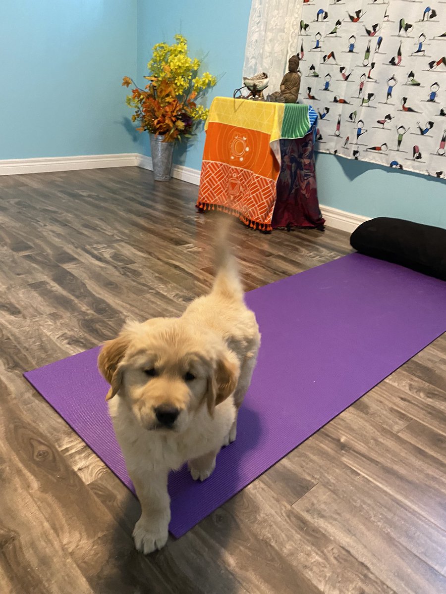 worldliveas1's tweet photo. John the ☮️ Puppy helping me teach online Yoga.#yoga,#peace,
#Johnthe☮️Puppy https://t.co/hQ5eL0nHib