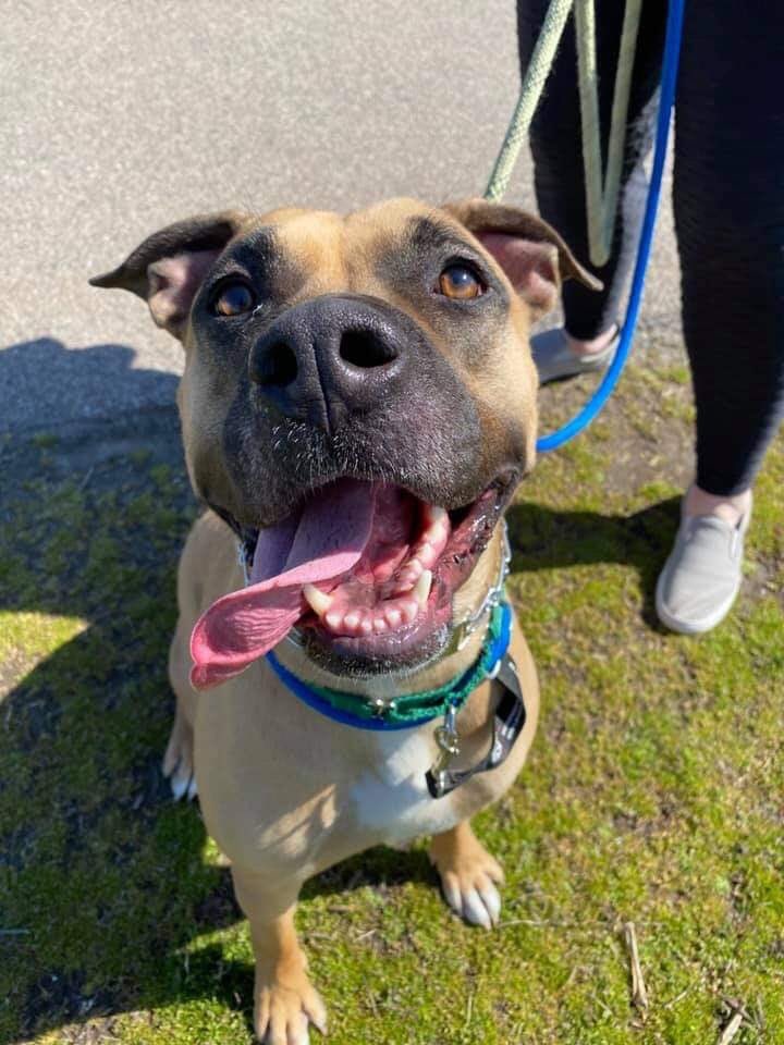 Hank here! I noticed you haven't yet signed up for this Sunday's virtual #adoption showcase. Registration closes at 11am today (Friday, May 14)! There's still time, so click on the link below &amp; come meet me &amp; my other #adoptable buddies on Sunday! 

fb.me/e/eg4MZHtoV