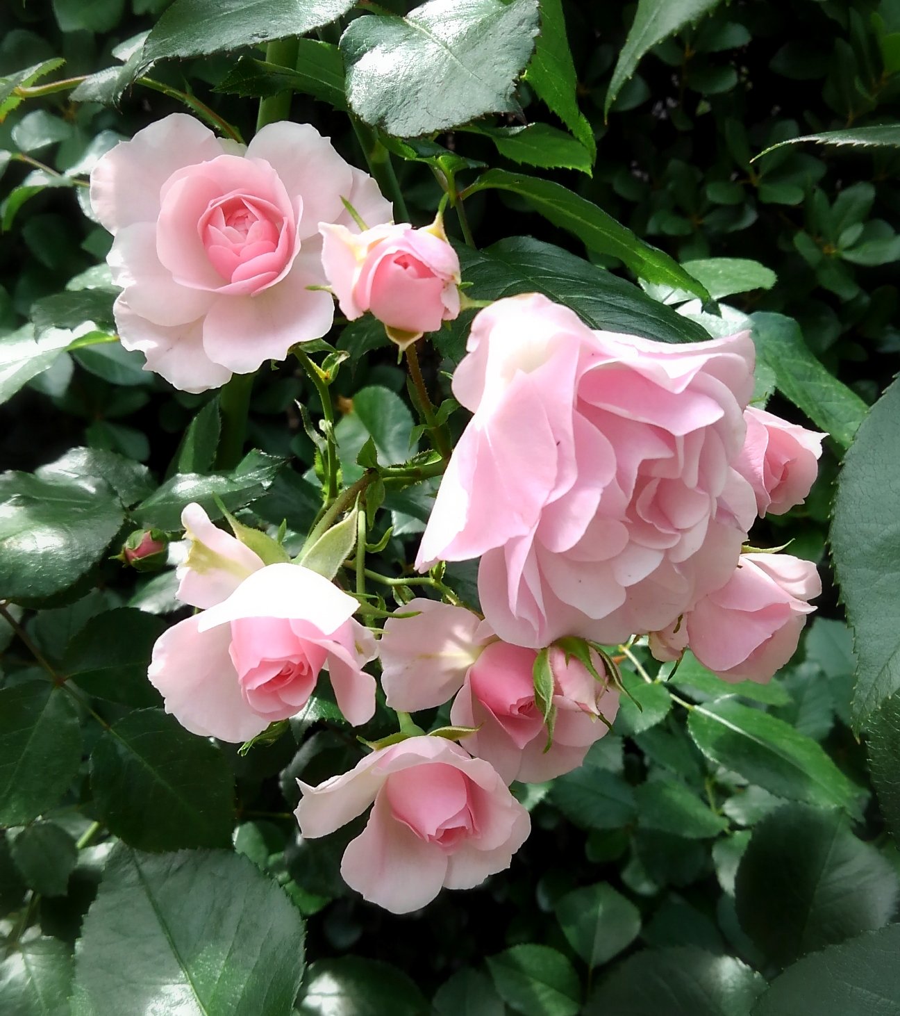 潮 花びらの多い薔薇 はその重みでどうしても下を向きがち しかし写真を撮ろうとして気づいた こちらが跪いて下からレンズを向ければ良いと 美しい薔薇の前に跪くのも悪くない 全く悪くない そう思わせる薔薇の気高さ美しさは凄い T Co