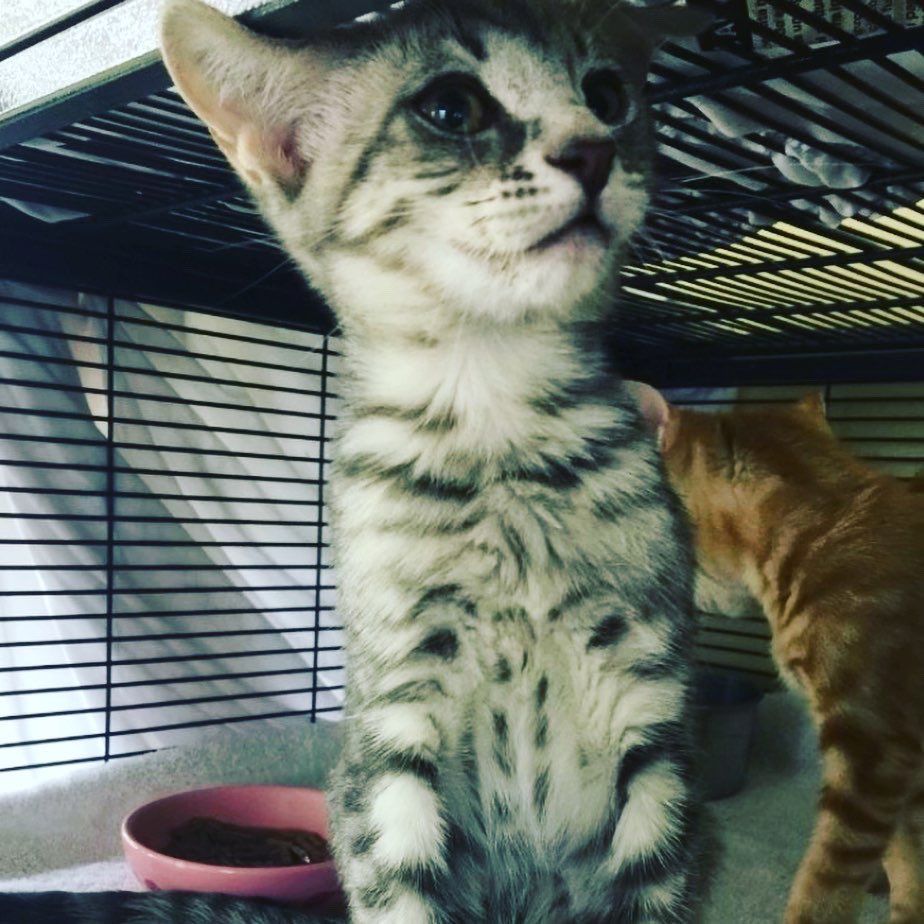 NASH FM 102.5 (@nashfm1025) on Twitter photo Say hey to @annamarie_onair Pet(s) of the Week from <a href="/ArfMuncie/">ARF_Muncie</a> - Huck, Finn, Sawyer, and Becky Thatcher (notice a theme?📚) They’re about 4mo old and will do well in any home! We recommend getting 2 so they have a buddy😻 munciearf.com has all the info! Say hey to @annamarie_onair Pet(s) of the Week from <a href="/ArfMuncie/">ARF_Muncie</a> - Huck, Finn, Sawyer, and Becky Thatcher (notice a theme?📚) They’re about 4mo old and will do well in any home! We recommend getting 2 so they have a buddy😻 munciearf.com has all the info!