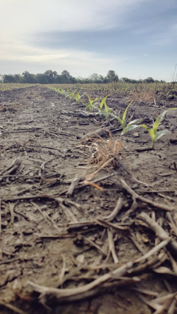 Michael Morris tweet media