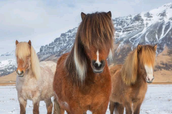 westtrybe's tweet photo. Icelandic Horse is a breed of horse developed in Iceland. Icelandic horses arent allowed to leave the country. If they do, their return is banned. In their native country, they have very few diseases &amp; this is one of the measures that are in place to prevent imported new diseases https://t.co/z2N6gAUsZV