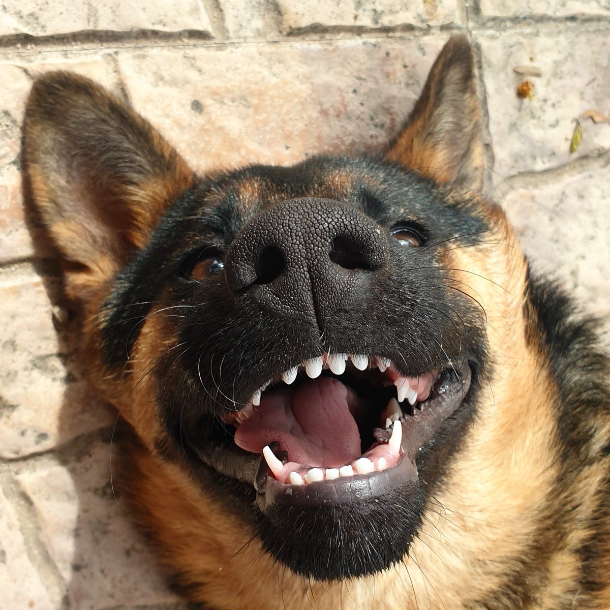 tatianacm18's tweet photo. Modo Viernes 💃🐶🐾😜
.
Mi Perla ❤
.
@Pastor__Aleman @pastoraleman_es @GermanSheperdss 
.
#Perla #perlitaalicantina #pastoraleman #germansheperd #micachorra #puppy #germansheperdpuppy https://t.co/CkXFQZ3Ucc