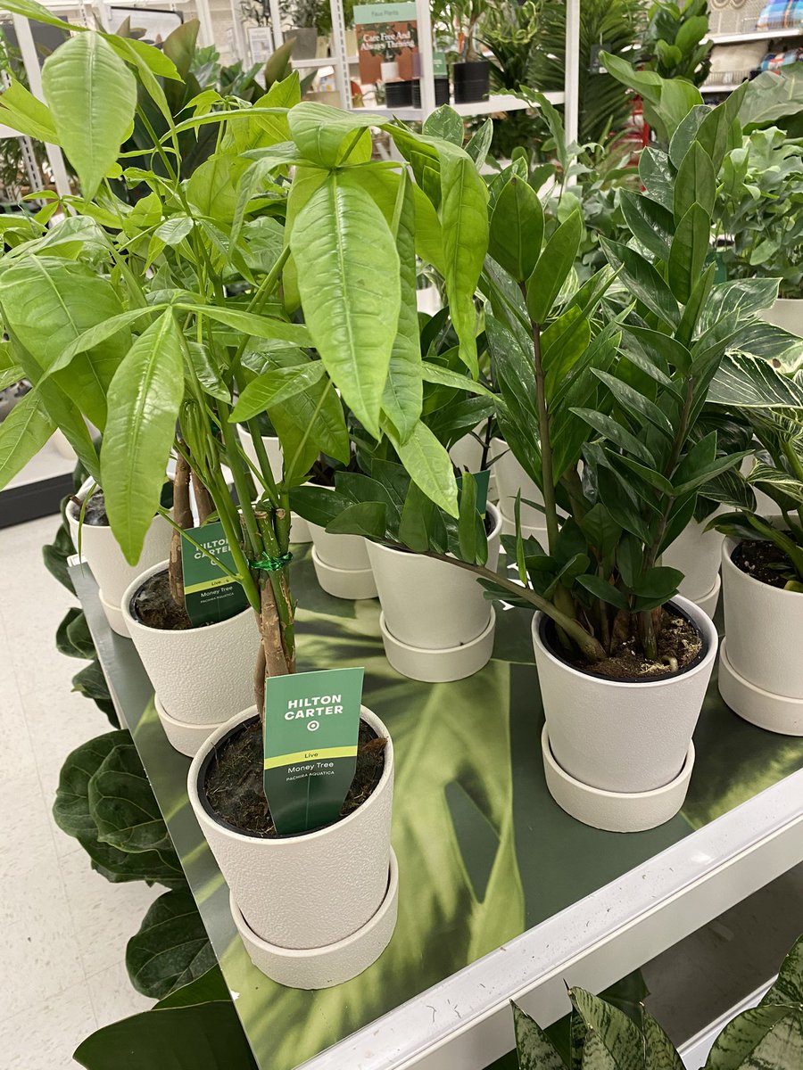 KBoltik's tweet image. Grow. Care. Win! Come check out our beautiful Happy Plant, Happy you, by @hiltoncarter