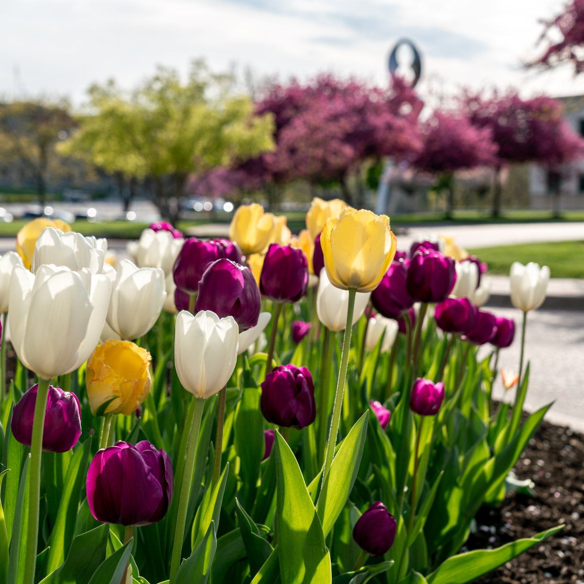 ScienceStowers's tweet photo. We have many talented amateur photographers at Stowers, and the campus in spring is hard to resist. These gorgeous photos are courtesy of Alice Bedois @_alcaline and Carolyn Beucher. The gorgeous campus is courtesy of our grounds team! #SpringatStowers #SpringinKC https://t.co/CDgHB7KGIX