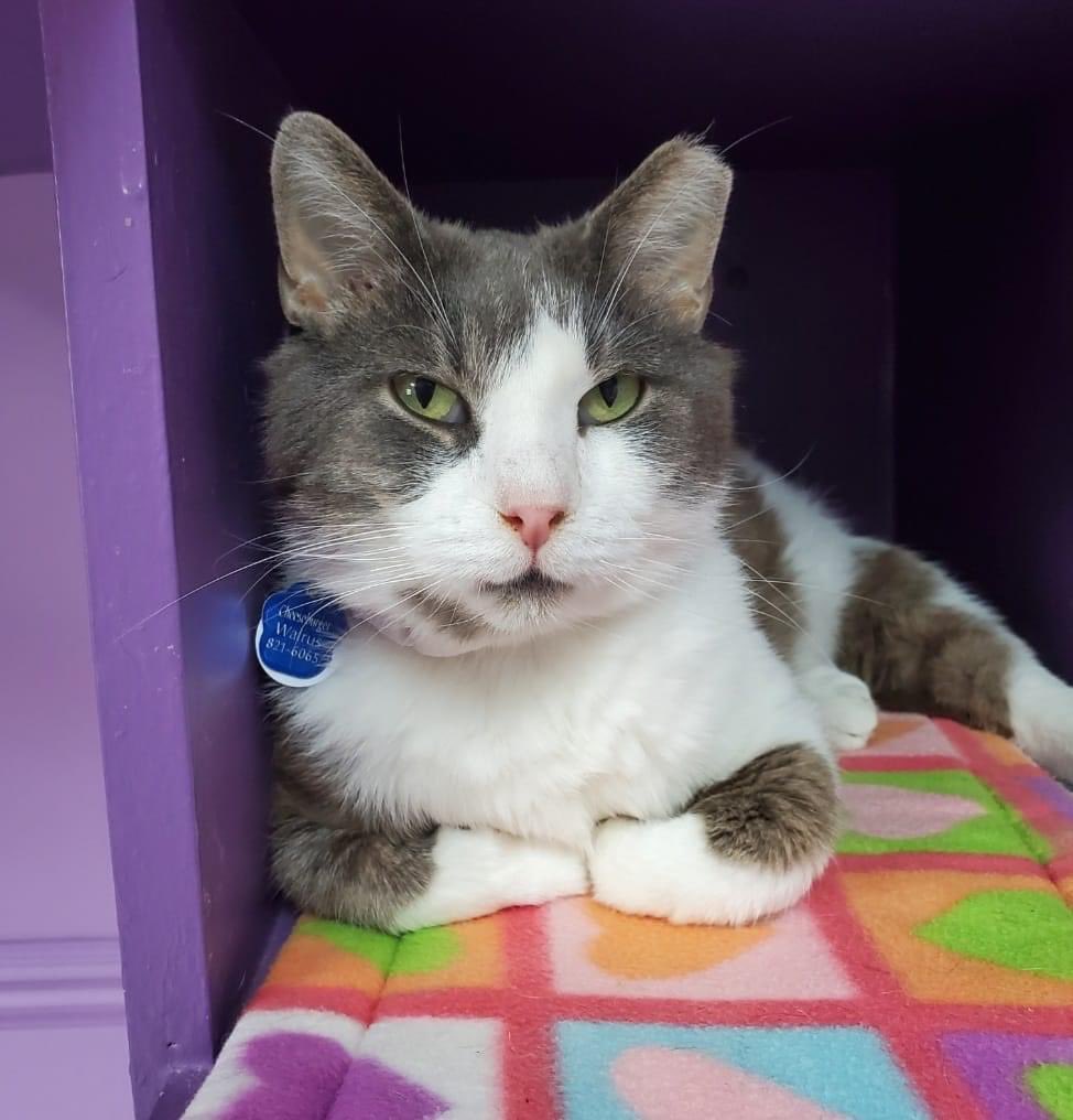 CrashsLanding's tweet image. Cheeseburger Walrus likes to stay up high on the catwalk &amp;amp; observe, as he is very curious about everything that is going on. He is the biggest ham when it comes to getting pets! More: m.facebook.com/story.php?stor… 🐾

#FivCat  #CheeseburgerWalrus #ShelterCat #AdoptDontShop