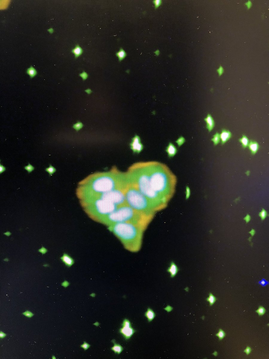 Suuuuper weird thinking I won’t be doing weekend lab work for a while BECAUSE I OFFICIALLY FINISHED PhD STEM CELL CULTURE woooo 🕺🥳 (will be back in October though in a new and exciting role 👀hopefully by then I will have forgotten all the 8am Sunday mornings)