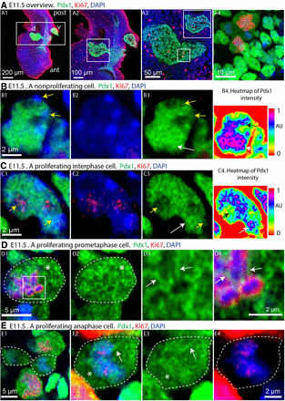 DiabetesLabIBGM's tweet photo. Congrats to Maureen Gannon laboratory for their studies of the #Pdx1 Transcription Factor in Developing #Pancreas and #Insulin-Producing β-Cells published in #Diabetes @ADA_Journals
https://t.co/Kb4DX4KHJ4
@VanderbiltU https://t.co/ZGwTZT4pdm