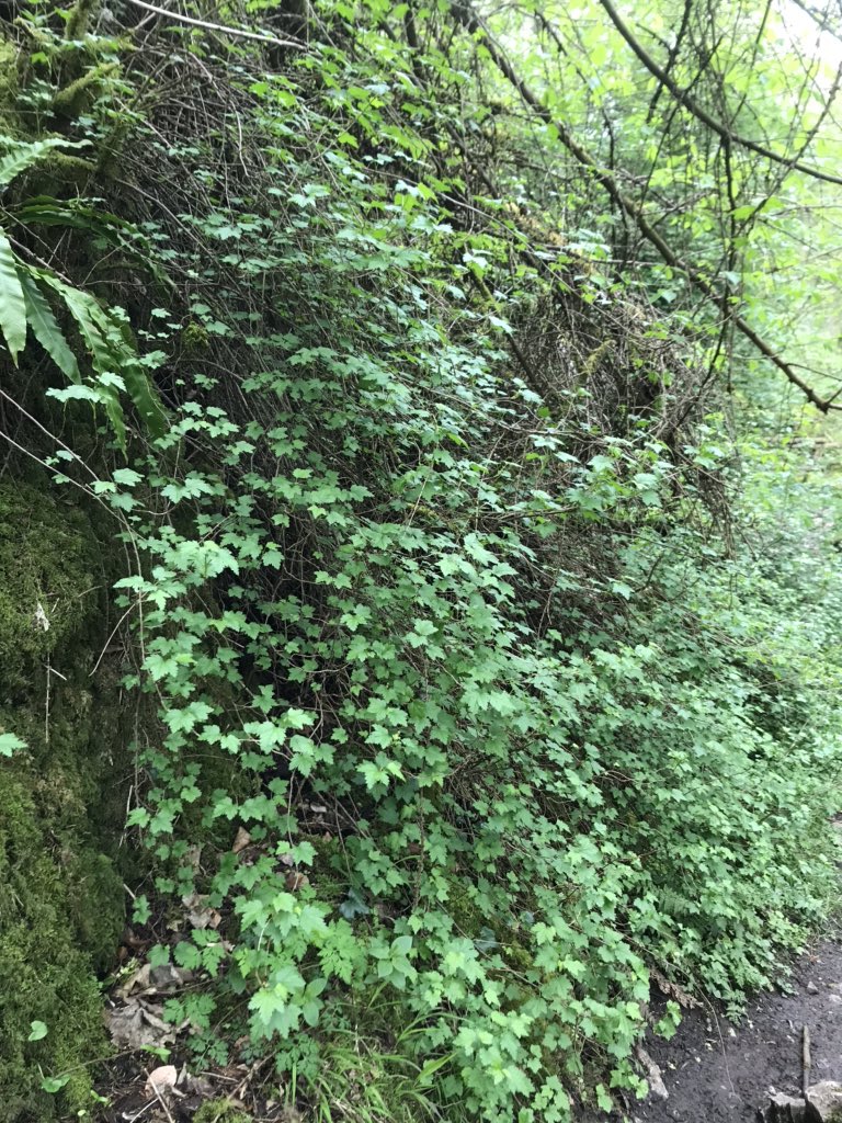 #morningwalk down #cheedale one of the #wildest spots In The #Peakdistrict #nationalpark #whitepeak #limestone #plants #river #cliffs #trees #wild #nature bit of a mither  to get to but always worth it. Mountain currant abundant here.