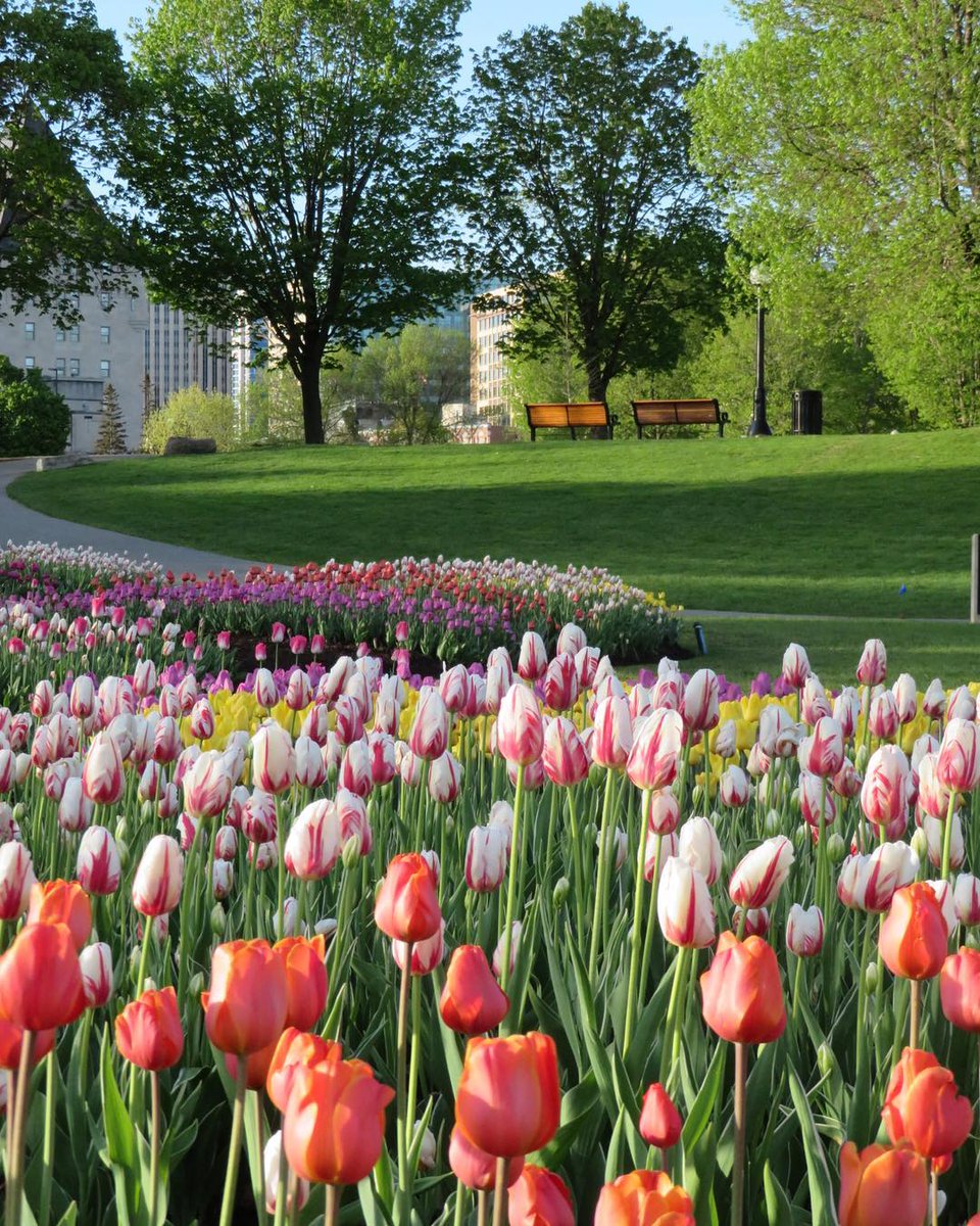 Colourful tulips blooming in the gardens of Major Hills Park in Ottawa, Ontario during a sunny spring day.