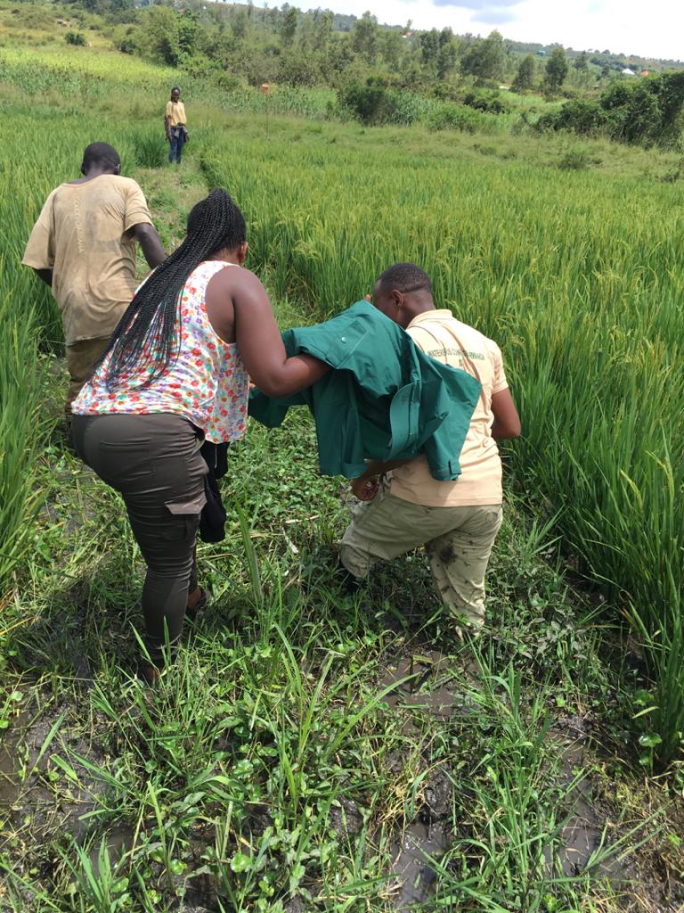 Born to explore nature !
#BirdingInKigaliWithUnderstanding Kigali city holds more than 100 bird species.
Details soon to be shared.

#RDB
#REMA
#BirdsSeenIn2021 
#birdwatching